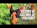 SISTEMA DE GALLINA DE PASTOREO