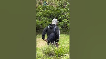 Pikat kutilang lawan musuh galak dan tua #pikat #shorts #kicaumania #pikatkutilang #hobiburung