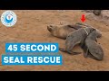 45 Second Seal Rescue