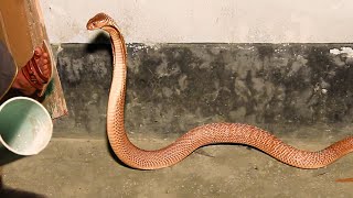 Snake Rescue From Home | Snake Rescue Team Catching Cobra snake