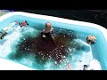 Sink or Float - What toy will do what?