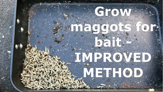 Maggots are a Dynamite bait. How to grow maggots for bait - IMPROVED METHOD