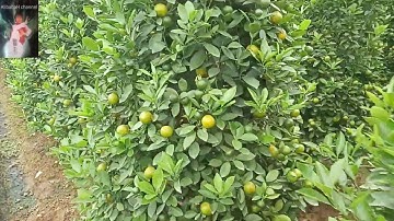 Giới thiệu vựa quất cảnh tết siêu to khổng lồ tại tỉnh Hưng Yên | Bán quất cảnh tết  bán sỉ, lẻ