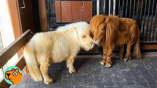 Download Lagu Mini Horse Saved From Auction Finds True Love | 5 Best Stories MP3 Download Lagu Mini Horse Saved From Auction Finds True Love | 5 Best Stories MP3