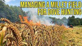 Growing a MILLET Field for Dove Hunting | 3 Most Asked Questions 2026