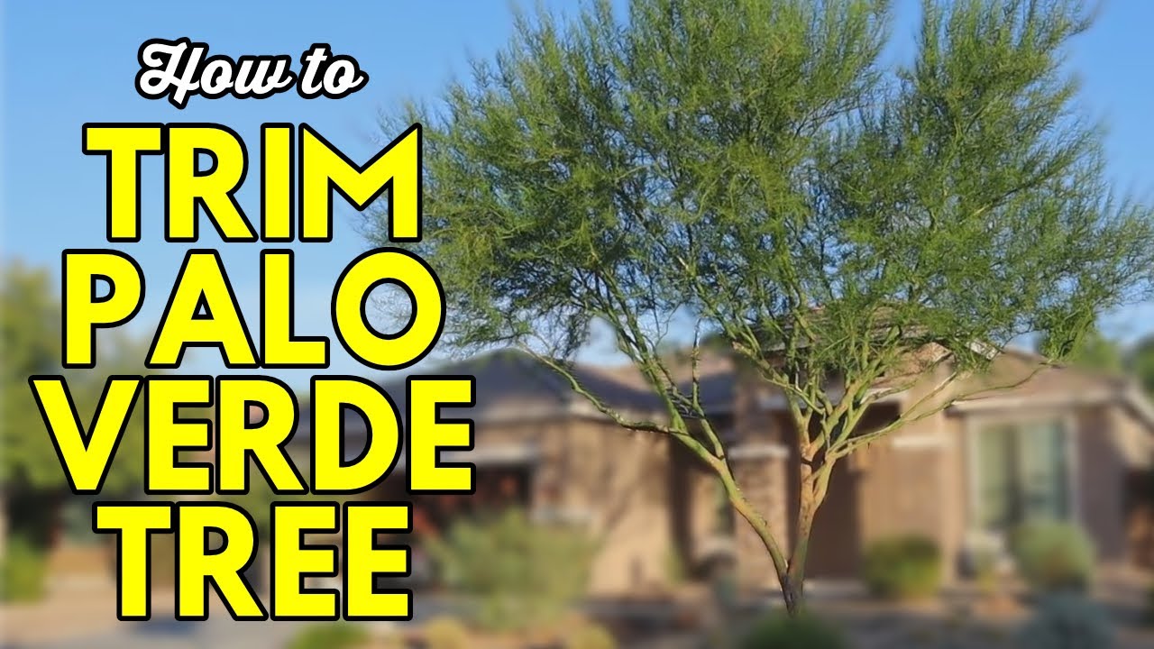 How to Trim a Palo Verde Tree YouTube