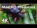 Macro Predatory Bugs - 4K UHD Stock Video Footage