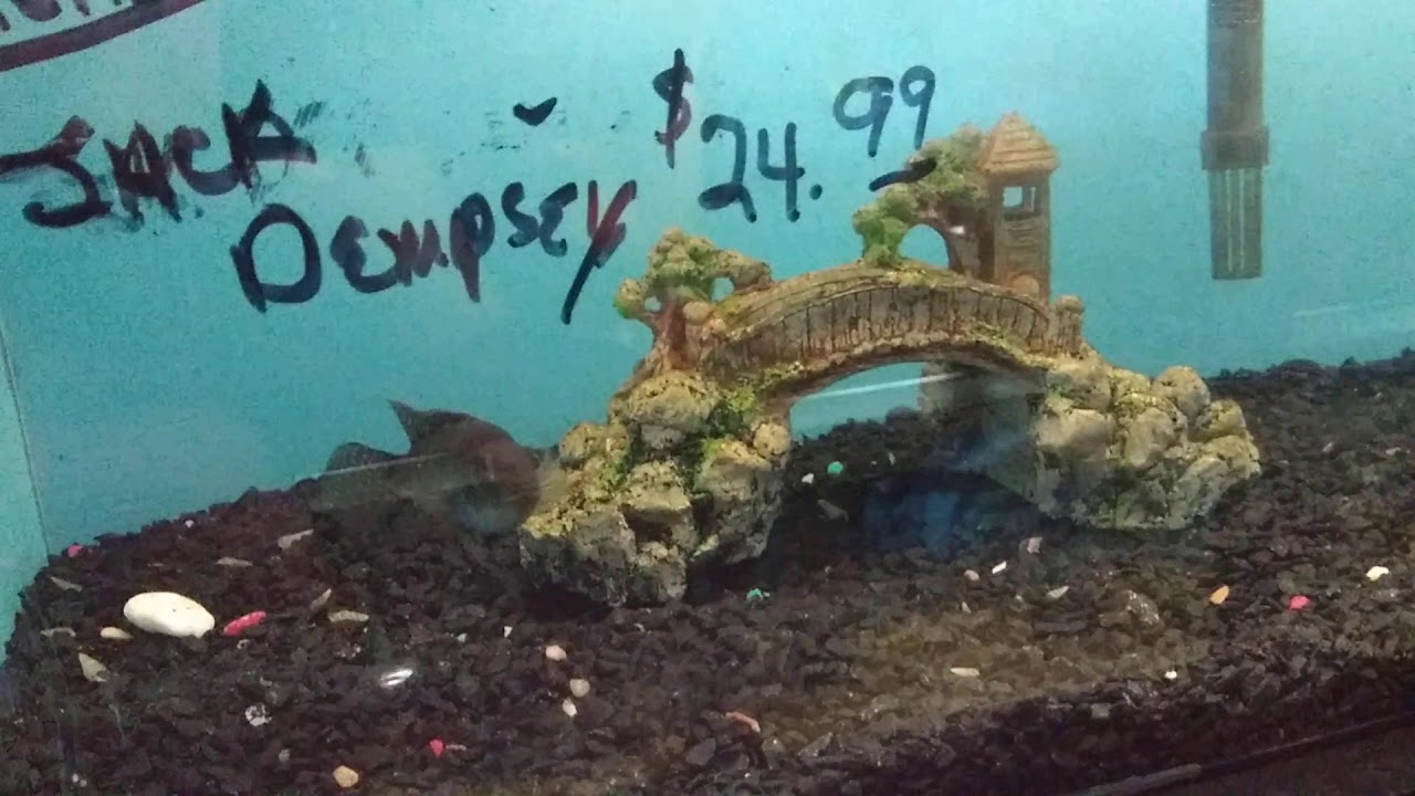 Fish store/pet store (Westside Pets Albuquerque NM) YouTube