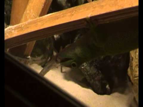 Madagaszkári nappali gekko youtube
