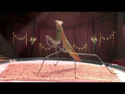 Dancing Praying Mantis