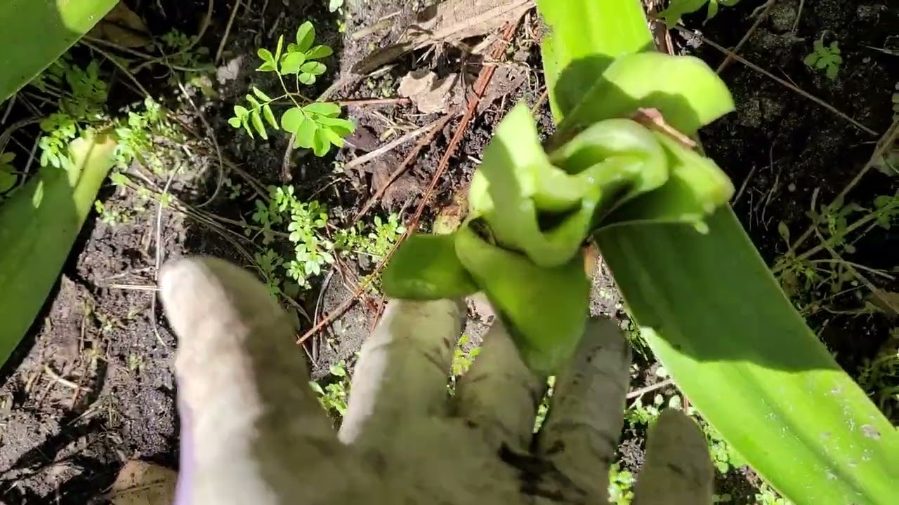 Trimming Amaryllis after the Hurricane 🌀 Herbal Plant Power