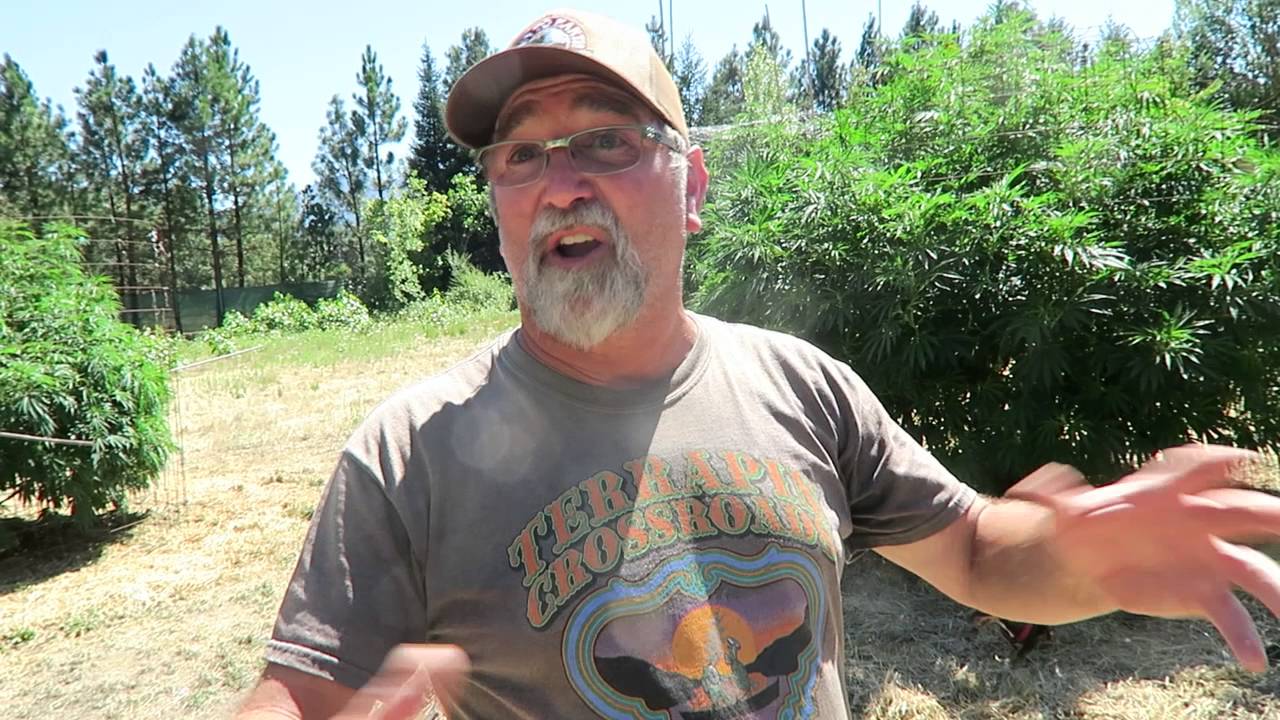 Grow Marijuana: Organic Outdoor Marijuana Garden in Oregon