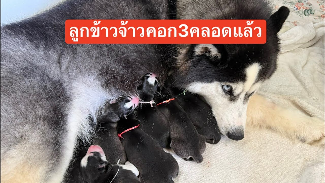 ตื่นเต้นทั้งบ้านข้าวคั่วคลอดลูกแล้ว