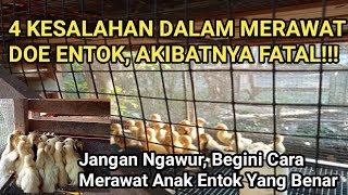 Cara Merawat Anak Entok Yang Benar Agar Entok Cepat Besar