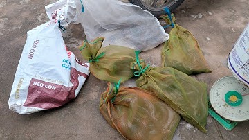 11kg rắn hổ Hành | Săn Bắt sóc Trăng