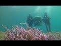 Marine conservation and diving in the philippines  building amazing artificial reefs  kilroy