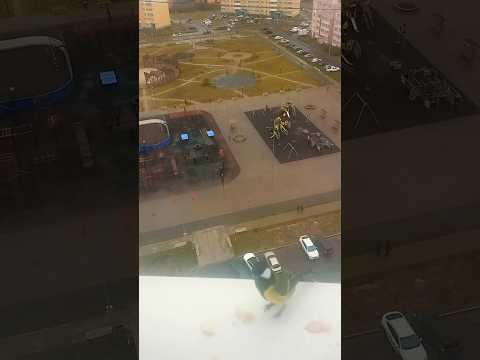 Синичка опять прилетела за семечками 🐦Приятного аппетита! 😊кормушка для птиц * завтрак для синицы