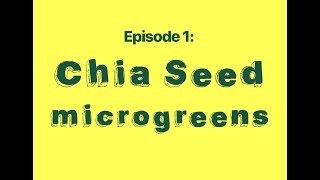 PANTRY PLANTING Episode 1: Chia Seed Microgreens