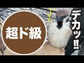 スズメの王様、あらわる。