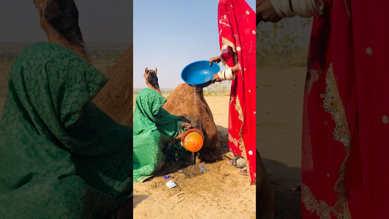 Camel in a Desert Scene That Feels Unreal! #shorts