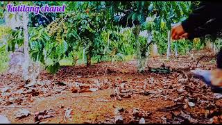 Download Lagu PIKAT BURUNG KUTILANG CENGRAM MP3