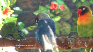 Lovebird Chirping Sounds - Green &amp; Blue Family