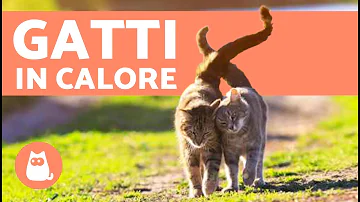 Come capire se il gatto sta andando in calore?