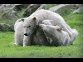 IJsberen / Polar bears : Dierenrijk Nuenen