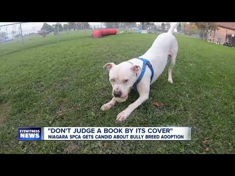 Niagara SPCA gets candid about 