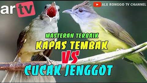 masteran burung Kapas Tembak VS Cucak Jenggot,100% ampuh cepat masuk dan tidak bikin stres burung.