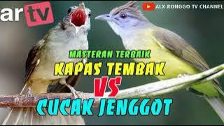 masteran burung Kapas Tembak VS Cucak Jenggot,100% ampuh cepat masuk dan tidak bikin stres burung.