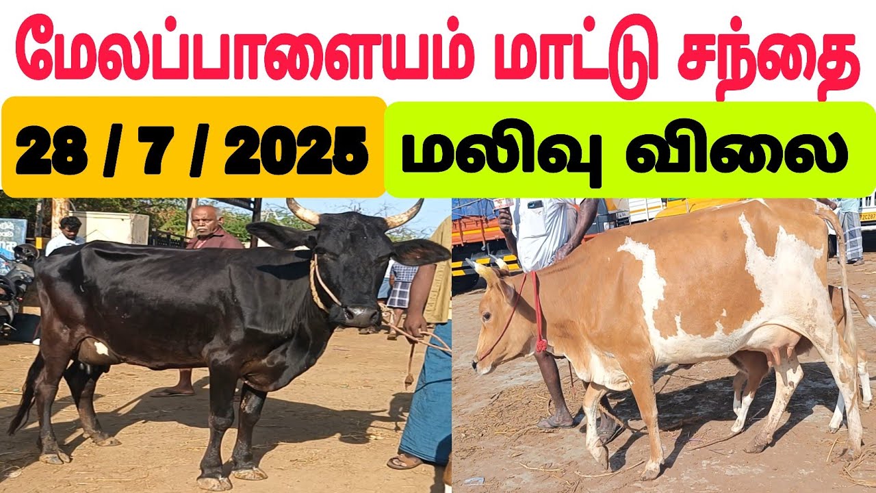 28 / 7 / 2025 / மேலப்பாளையம் மாட்டு சந்தை / மலிவு விலை மாட்டு சந்தை #மாடு #cow  #பசுமாடு #பால்மாடு 