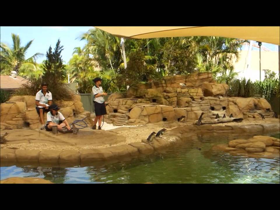 Feeding The Penguins Show At Seaworld Gold Coast Australia - YouTube