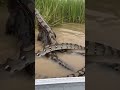 Unbelievable Wildlife Encounter Python Battles Saltwater Crocodile