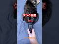 猫のケツの温度 #shorts #cat #今日の夏目くん