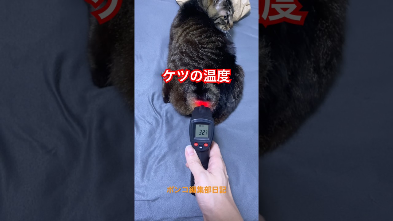 猫のケツの温度 #shorts #cat #今日の夏目くん
