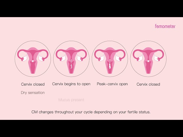 5. What is Cervical Mucus and what is it telling you?