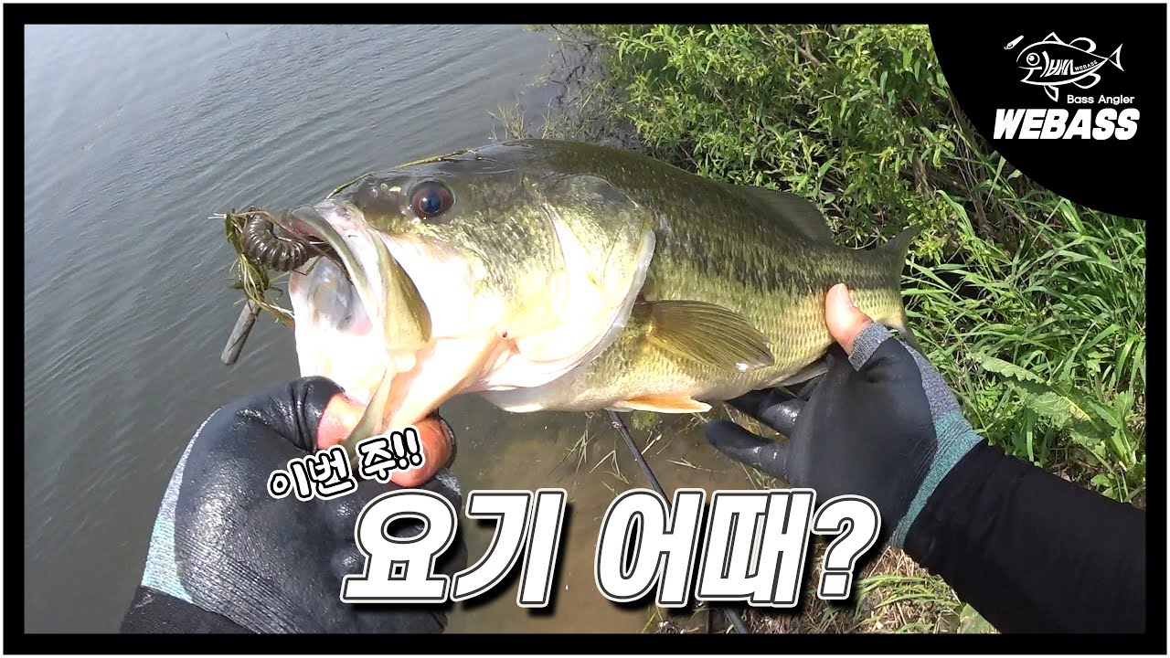 [배스낚시] 배스 힘이 장사네요!! 이번 주 여기 어때요? Ep.193 위배스