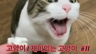 Cats - Cute Cat Video l Cute and Funny Cat Videos Compilation #11 l 고양이 l 재미있는 고양이 #11 by nochi entertainment 151 views 2 years ago 5 minutes, 37 seconds