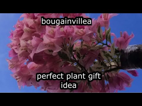 tips:bougainvillea plant as gift