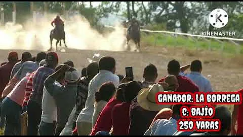 borrega vs camelia