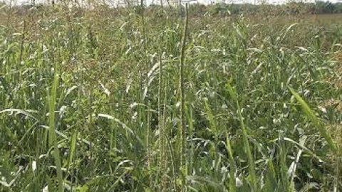 Weed Science-Weed Management-Part 4 (Part 2) (2014)