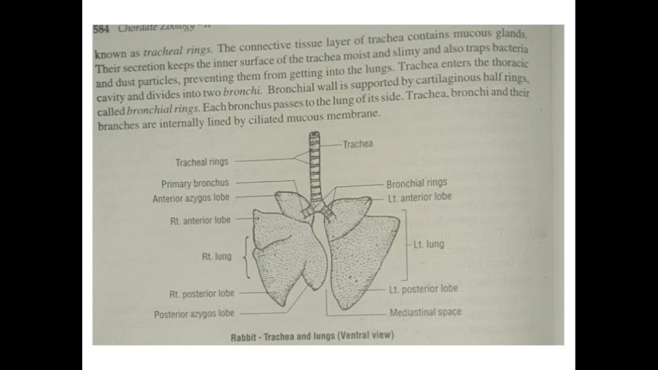 Rabbit Respiratory system - YouTube