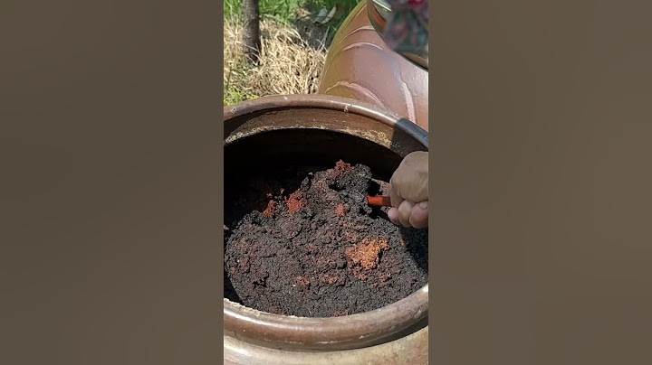 정선산골 오래된 된장. 막장. 단지에서 퍼요