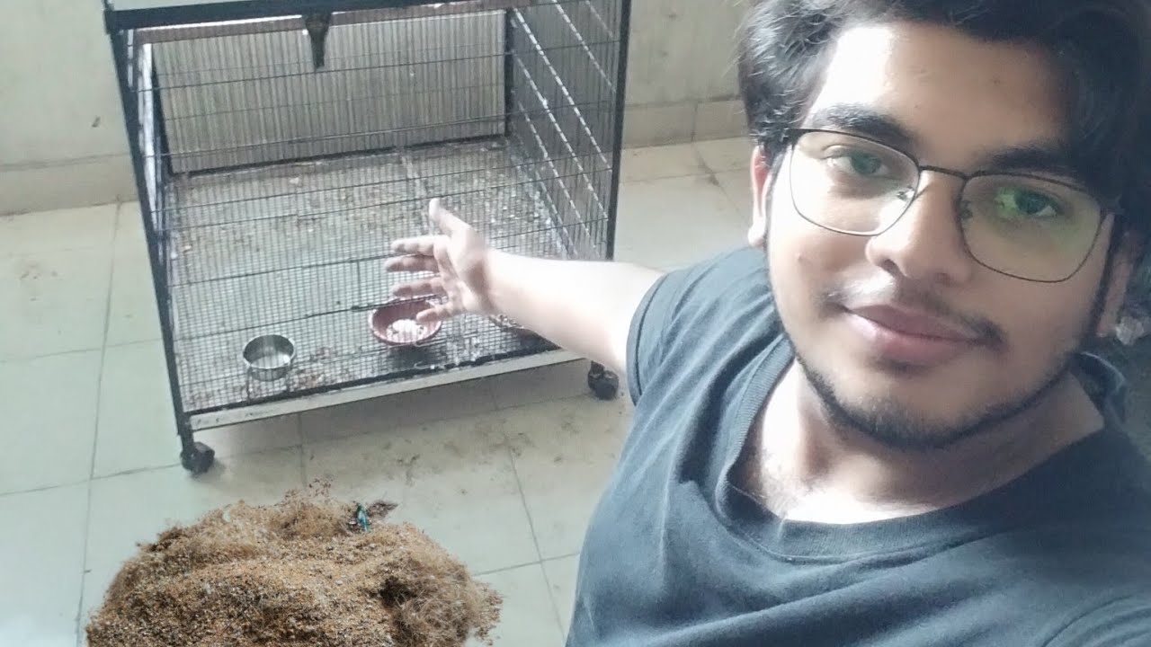 Aj bird's ky tray saf ky🙂 After long time birdsyoutubegym YouTube