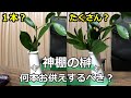 【神棚】榊は何本お供えするべき？ 神札 神社