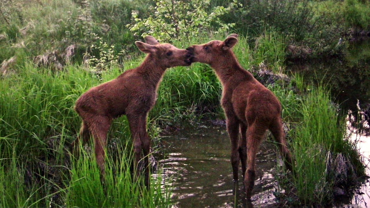 Adorable Wild Moose Babies Play And Relax With Mom Youtube
