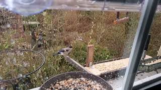 Gimpelweibchen zeigt das hier nur platz für ein Vogel ist... mit Zeitlupe