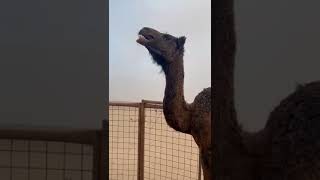 tripanosoma in camel