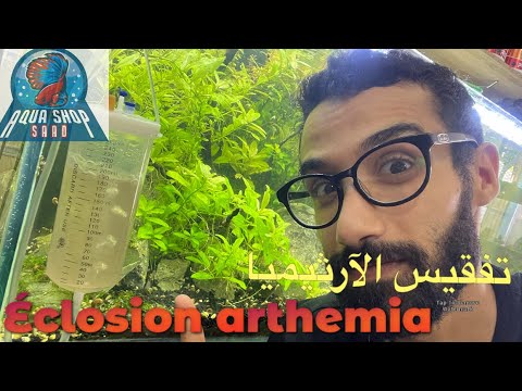 تفقيس الآرثيميا  